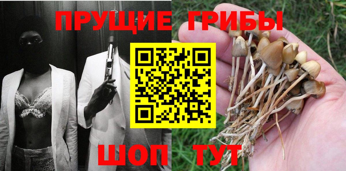 Галлюциногенные грибы Psilocybe Кандалакша